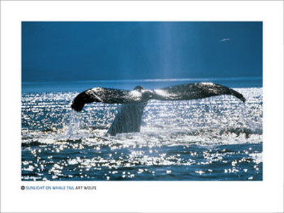 Sunlight on Whale Tail Print Sunlight on Whale Tail Print