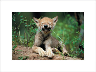 Wolf Cub Print Wolf Cub Print