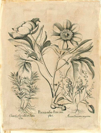 Besler Peonie IV Print Besler Peonie IV Print