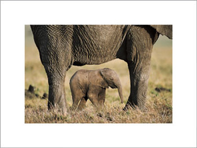 Elephant and Calf Print Elephant and Calf Print