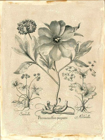 Besler Peonie II Print Besler Peonie II Print