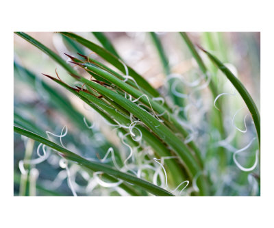 Desert Beauty Photographic Print Desert Beauty Photographic Print