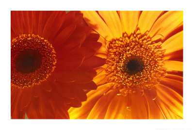 Gerbera Daisies Poster Gerbera Daisies Poster