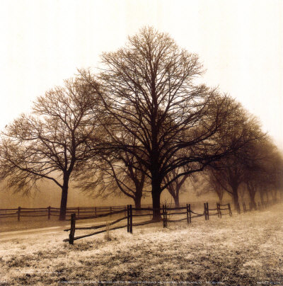 Row of Trees Print by Harold Row of Trees Print by Harold