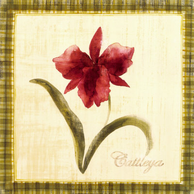 Cattleya Print Cattleya Print