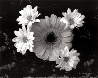 Gerber Daisies Print Gerber Daisies Print