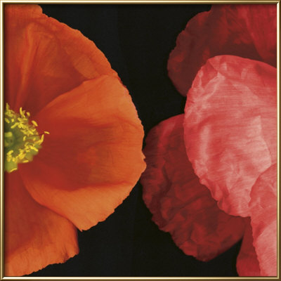 Dual Poppy Right Framed Print Dual Poppy Right Framed Print