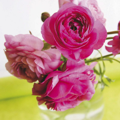 Reunoncules Roses Print Reunoncules Roses Print