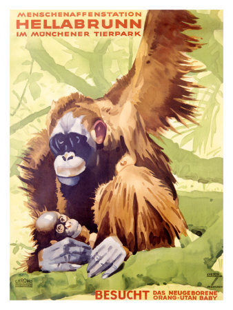 Munich Zoo, Ape Giclee Print Munich Zoo, Ape Giclee Print