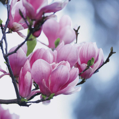 Magnolia Print Magnolia Print