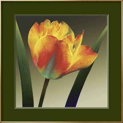 Flame Tulip II Framed Print Flame Tulip II Framed Print