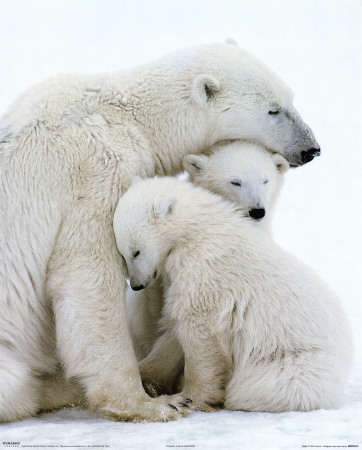 Polar Bear Family Poster Polar Bear Family Poster