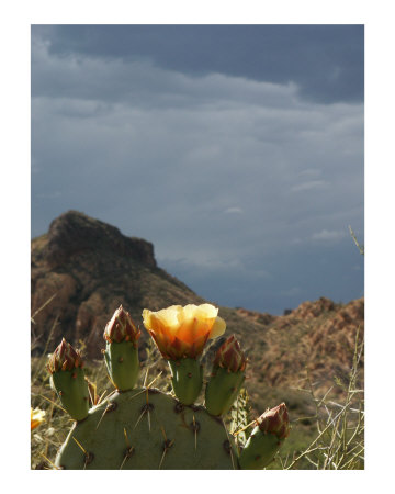 Superstition Gold Photographic Print Superstition Gold Photographic Print