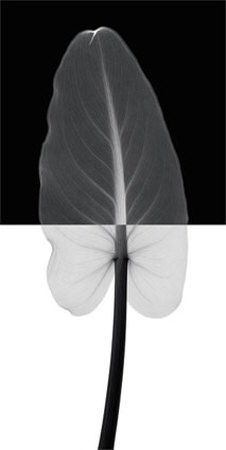 Calla Leaf I Print Calla Leaf I Print