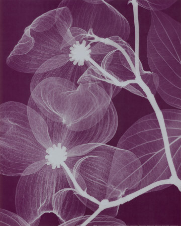 Silver Dogwood Print Silver Dogwood Print