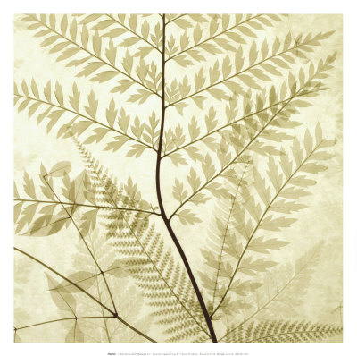 Ferns II Print Ferns II Print