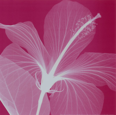 Silver Hibiscus Print Silver Hibiscus Print