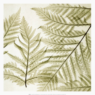 Ferns I Print Ferns I Print