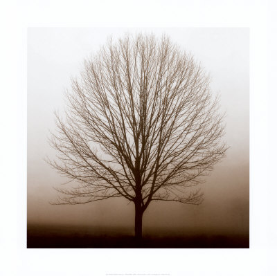 Stillness Print Stillness Print
