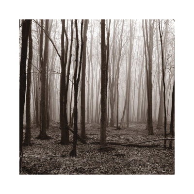 Winter Woods Print Winter Woods Print
