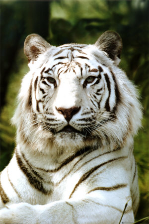 siberian-tiger.jpg