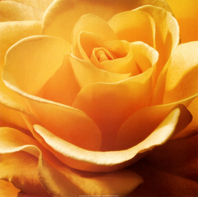Yellow Rose Print Yellow Rose Print