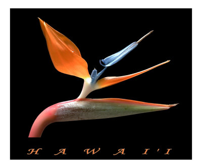 Hawaii Bird of Paradise Photographic Print Hawaii Bird of Paradise Photographic Print