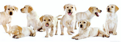Labrador Print Labrador Print