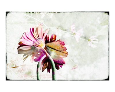 Gerbera Paper Photographic Print Gerbera Paper Photographic Print