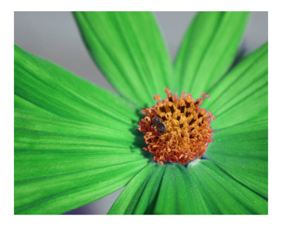 Green Daisy Photographic Print Green Daisy Photographic Print