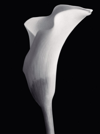 Monochrome Cala Print Monochrome Cala Print