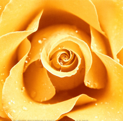 Yellow Rose Print Yellow Rose Print