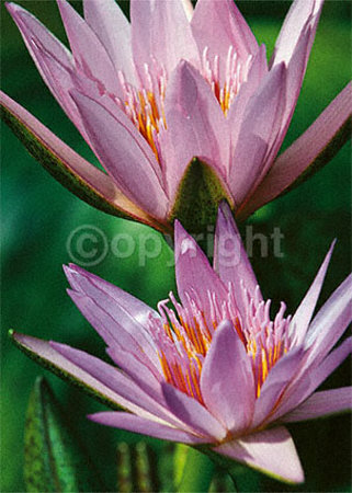 Pink Water Beauties Print Pink Water Beauties Print