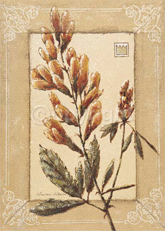 Medicago Print Medicago Print