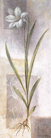 Lilium Print Lilium Print