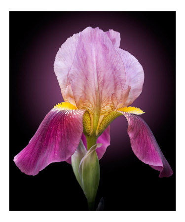 Iris Flower Bloom Photographic Print Iris Flower Bloom Photographic Print