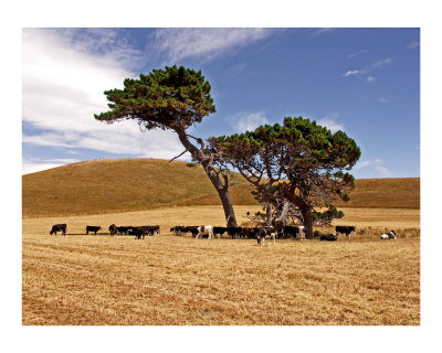 "Cow Tree" Photographic Print "Cow Tree" Photographic Print