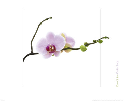 Orchid Buds Print Orchid Buds Print