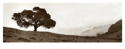 Black Oak Tree Print Black Oak Tree Print