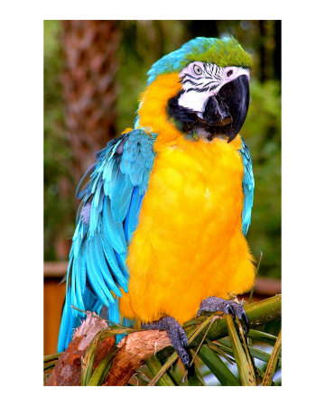 Majestic Macaw Photographic Print Majestic Macaw Photographic Print