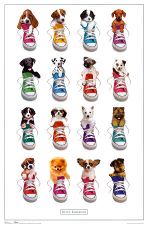 Puppies Poster Puppies Poster