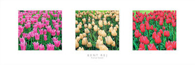Tulip Panel Print Tulip Panel Print