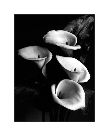 Four Lilies Print Four Lilies Print