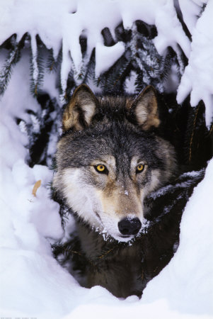Winter Wolf Poster Winter Wolf Poster