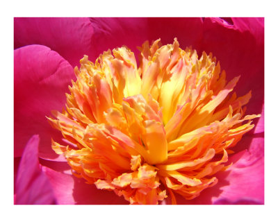Peony Photographic Print Peony Photographic Print