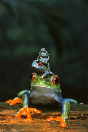 Frogs Poster Frogs Poster