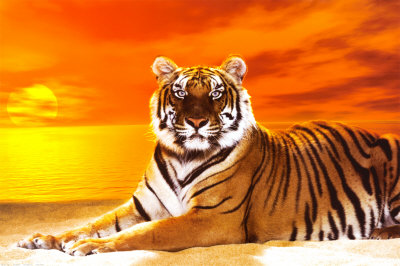 Tiger Poster Tiger Poster