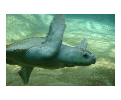 Sea Turtle Photographic Print Sea Turtle Photographic Print