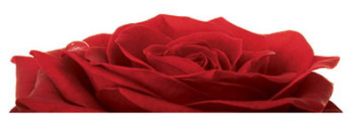 Rose Rouge Print Rose Rouge Print