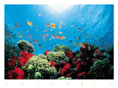 Aquarium Print Aquarium Print